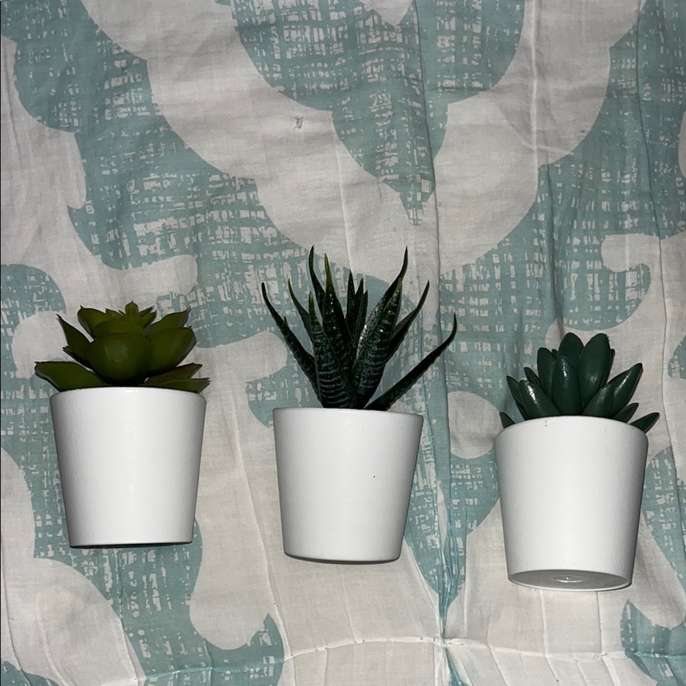 Set of Three Succulent Plants in White Pots